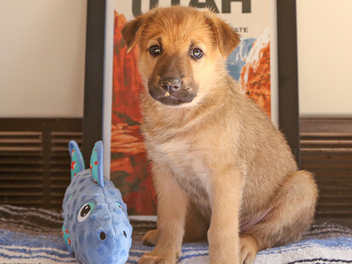 chinook puppy